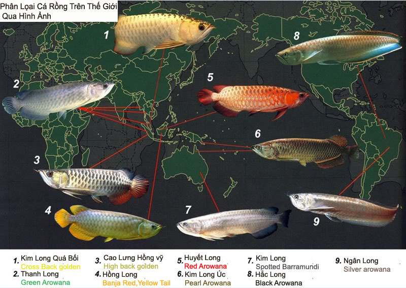 Nhiều[-]thành[-]viên[-]của[-]Hội[-]nuôi[-]cá[-]rồng[-]Hải[-]Phòng[-]cho[-]biết,[-]tùy[-]theo[-]từng[-]loài,[-]từng[-]kích[-]cỡ[-]mà[-]có[-]giá[-]tiền[-]khác[-]nhau.[-]Nhỏ[-]thì[-]khoảng[-]2-3[-]triệu[-]đồng/con,[-]lớn[-]khoảng[-]10-15[-]triệu[-]đồng.[-]Có[-]những[-]con[-]cá[-]đẹp[-]được[-]tính[-]bằng[-]cả[-]nghìn[-]đô-la